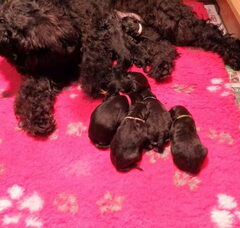 Foto 6 van de pups