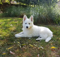 Foto 3 van Zwitserse witte herder van het Svenhof