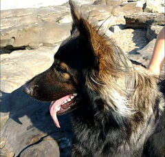 Foto 2 van Altdeutsche Schäferhunde "van het hof Hestia"