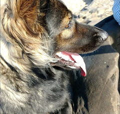 Foto 3 van Altdeutsche Schäferhunde "van het hof Hestia"