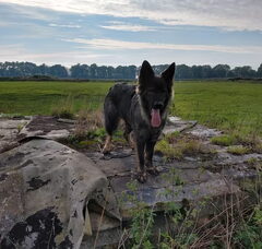 Foto 4 van Altdeutsche Schäferhunde "van het hof Hestia"