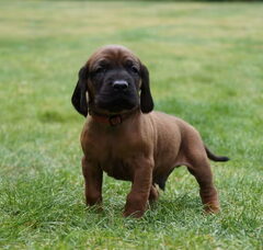 Foto 2 van de pups