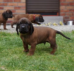 Foto 3 van de pups