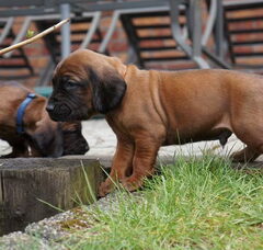 Foto 4 van de pups