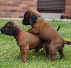 Foto 5 van de pups
