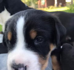 Foto 2 van de pups