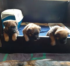 Foto 2 van de pups