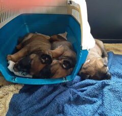 Foto 3 van de pups