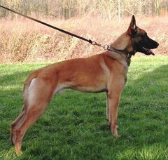 Foto 4 van de pups