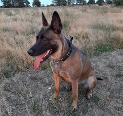 Foto 5 van de pups