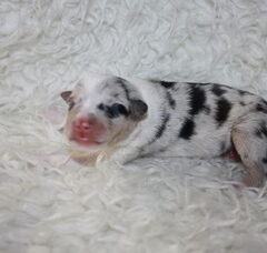 Foto 2 van de pups