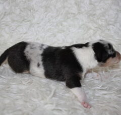 Foto 4 van de pups