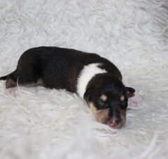 Foto 5 van de pups