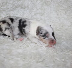Foto 6 van de pups