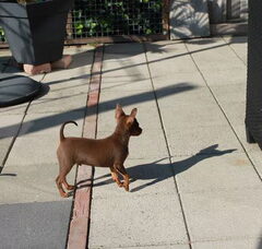 Foto 2 van de pups