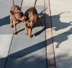Foto 3 van de pups