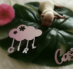 Foto 4 van Caressa Home Colorful Yorkies