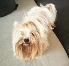 Foto 5 van Caressa Home Colorful Yorkies