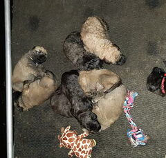 Foto 3 van de pups