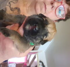 Foto 4 van de pups