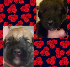 Foto 6 van de pups