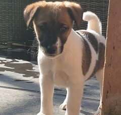 Foto 2 van de pups