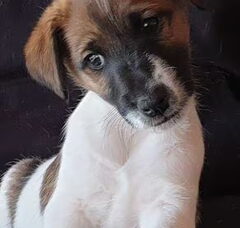 Foto 3 van de pups