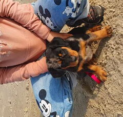Foto 2 van de pups