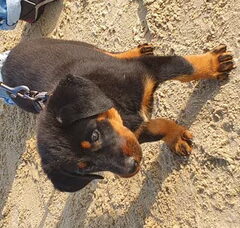 Foto 3 van de pups