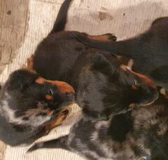 Foto 4 van de pups