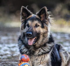 Foto 4 van de pups
