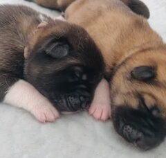 Foto 2 van de pups
