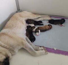 Foto 3 van de pups