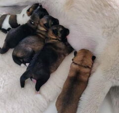 Foto 4 van de pups