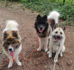 Foto 5 van de pups