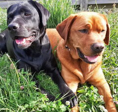 Foto 2 van Jaydarose Labrador