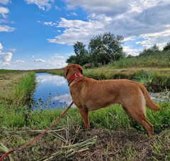 Foto 3 van Jaydarose Labrador