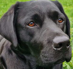 Foto 4 van Jaydarose Labrador