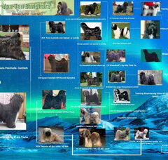 Foto 3 van de pups