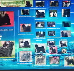 Foto 2 van de pups