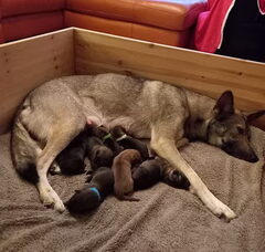 Foto 2 van de pups