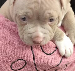 Foto 3 van de pups