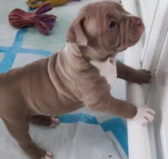 Foto 4 van de pups