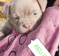 Foto 5 van de pups