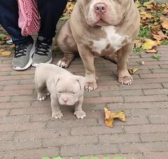 Foto 6 van de pups