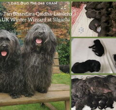 Foto 3 van de pups