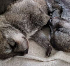 Foto 4 van de pups