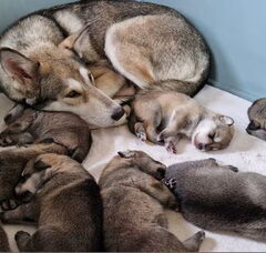 Foto 5 van de pups