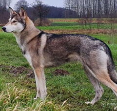 Foto 3 van de pups