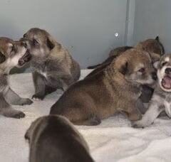 Foto 5 van de pups